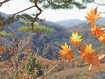 澳門(mén)彩票的開(kāi)獎(jiǎng)記錄與未來(lái)展望，聚焦2024年澳門(mén)馬今晚開(kāi)獎(jiǎng)記錄